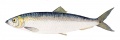 Creatures - Auries - Fish - Roclupea.jpg