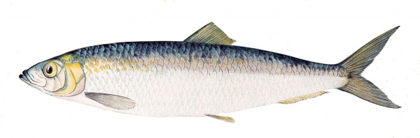 Creatures - Auries - Fish - Roclupea.jpg