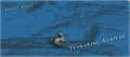 Thumbnail for version as of 23:25, 8 January 2018
